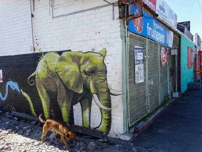 Afrika’nın renkli filleri 25