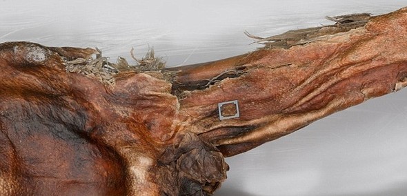 Tıp dünyasına umut kaynağı oldu 14