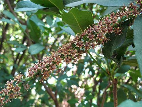 İşte aktarlarda satışı yasaklanan 38 ürün 10