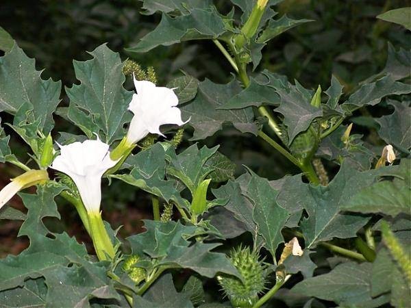 İşte aktarlarda satışı yasaklanan 38 ürün 11