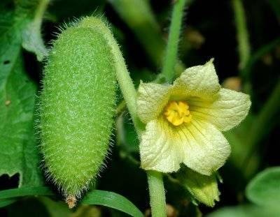 İşte aktarlarda satışı yasaklanan 38 ürün 13