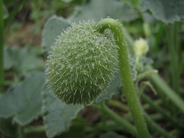 İşte aktarlarda satışı yasaklanan 38 ürün 14