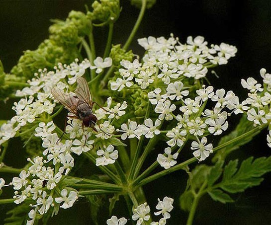 İşte aktarlarda satışı yasaklanan 38 ürün 19