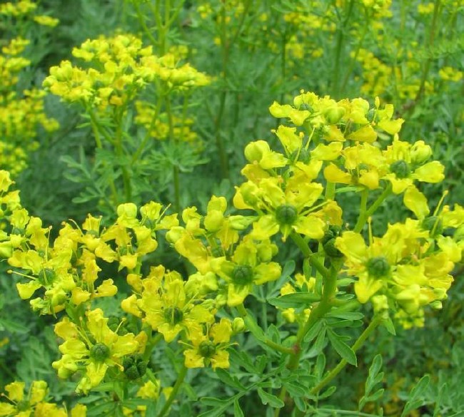 İşte aktarlarda satışı yasaklanan 38 ürün 20