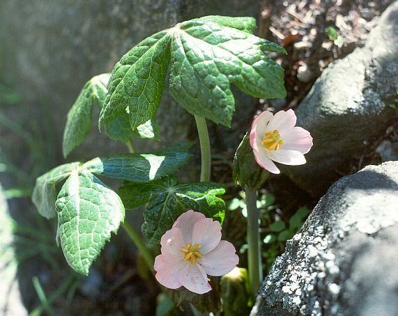 İşte aktarlarda satışı yasaklanan 38 ürün 24