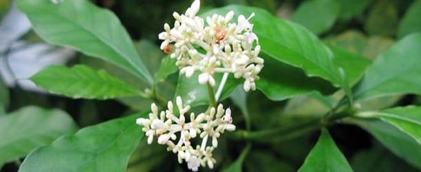 İşte aktarlarda satışı yasaklanan 38 ürün 25