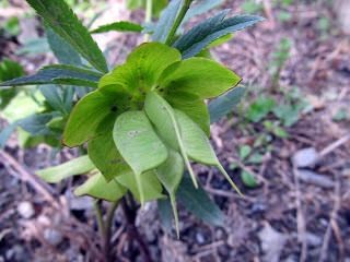İşte aktarlarda satışı yasaklanan 38 ürün 28