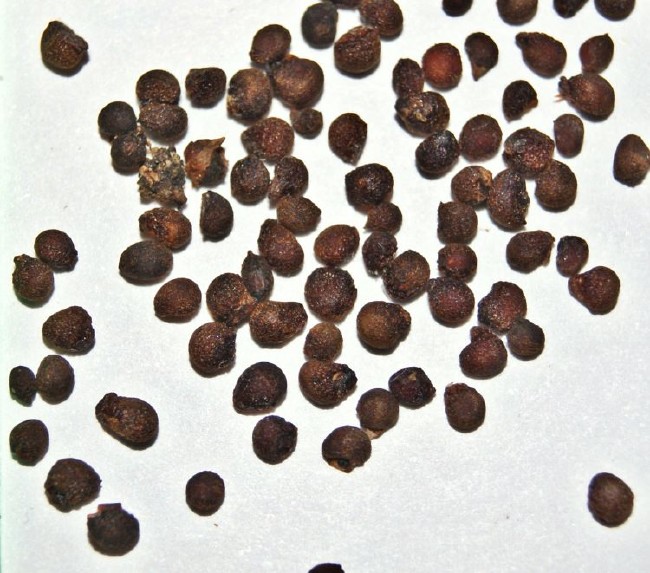 İşte aktarlarda satışı yasaklanan 38 ürün 31