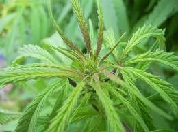 İşte aktarlarda satışı yasaklanan 38 ürün 35