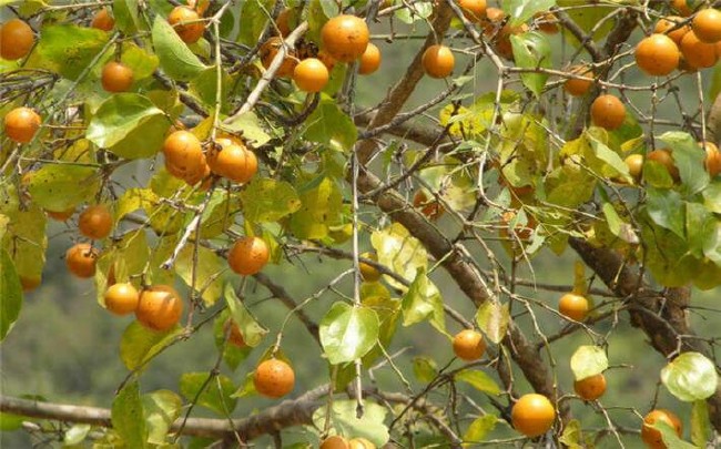 İşte aktarlarda satışı yasaklanan 38 ürün 36