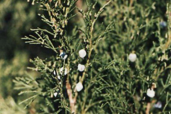 İşte aktarlarda satışı yasaklanan 38 ürün 37