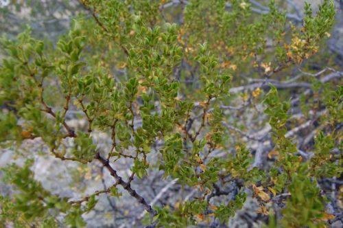 İşte aktarlarda satışı yasaklanan 38 ürün 4