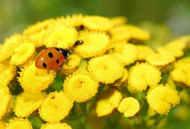 İşte aktarlarda satışı yasaklanan 38 ürün 6