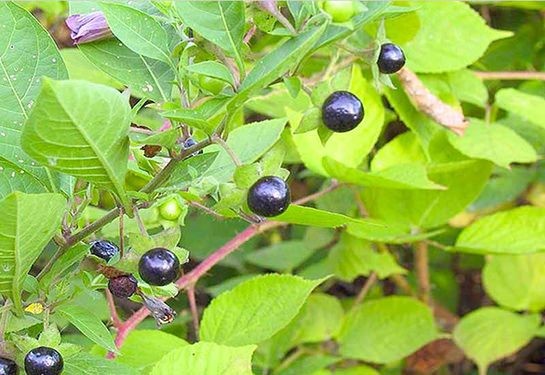 İşte aktarlarda satışı yasaklanan 38 ürün 7