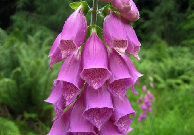 İşte aktarlarda satışı yasaklanan 38 ürün 8