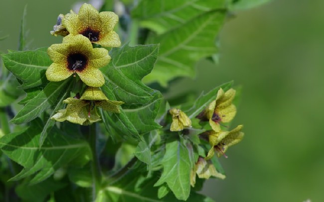 İşte aktarlarda satışı yasaklanan 38 ürün 9