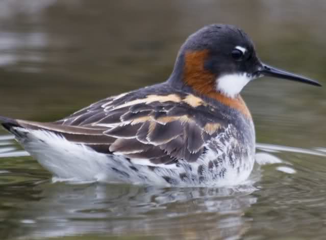 Uçaklar direk uçmak yerine neden eğri çizer? 17