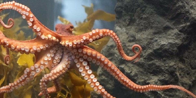 Uçaklar direk uçmak yerine neden eğri çizer? 4