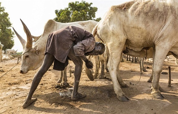 Sabah yaptıları ilk iş inek idrarını... 1