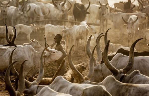 Sabah yaptıları ilk iş inek idrarını... 12