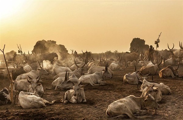 Sabah yaptıları ilk iş inek idrarını... 14