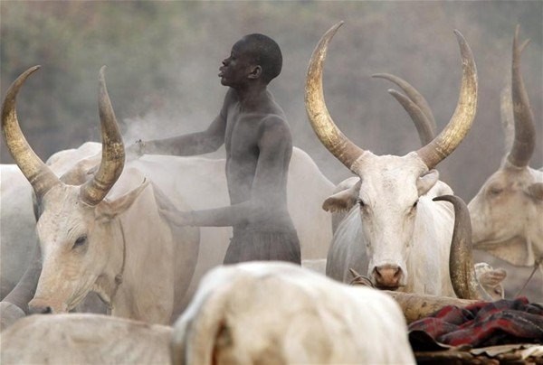 Sabah yaptıları ilk iş inek idrarını... 15