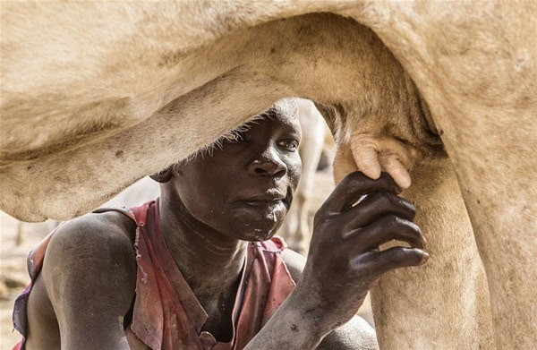 Sabah yaptıları ilk iş inek idrarını... 2
