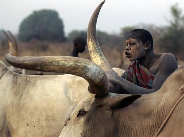 Sabah yaptıları ilk iş inek idrarını... 24