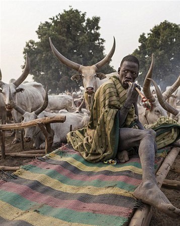 Sabah yaptıları ilk iş inek idrarını... 4