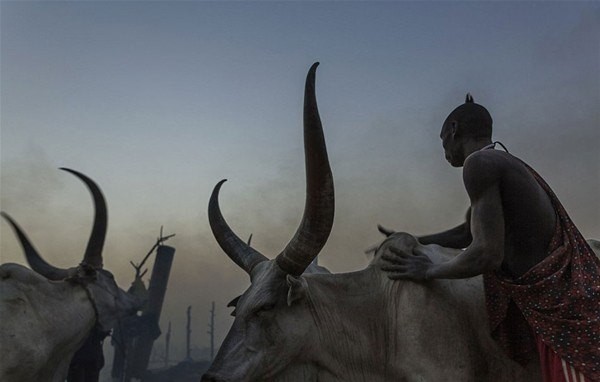 Sabah yaptıları ilk iş inek idrarını... 8