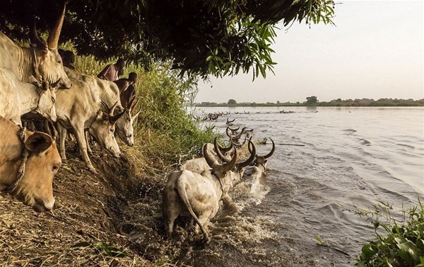 Sabah yaptıları ilk iş inek idrarını... 9
