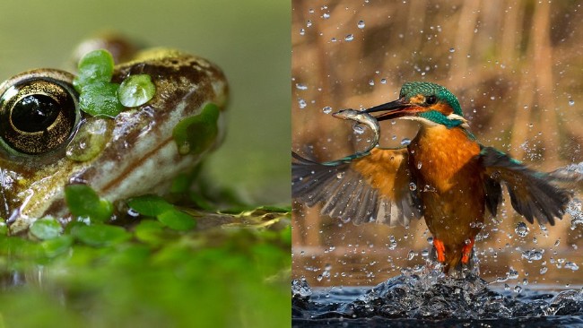 2016'nın en iyi fotoğrafları 1