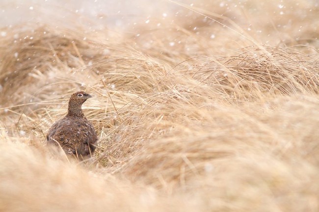 2016'nın en iyi fotoğrafları 12
