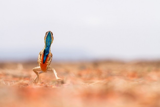 2016'nın en iyi fotoğrafları 2