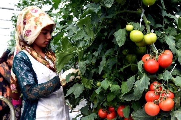 Jeotermal domatese gel 3