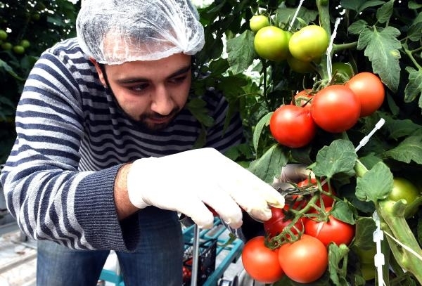 Jeotermal domatese gel 8