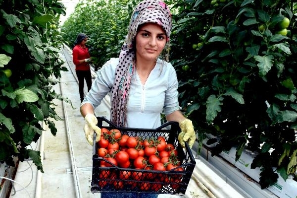 Jeotermal domatese gel 6