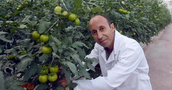 Jeotermal domatese gel 5