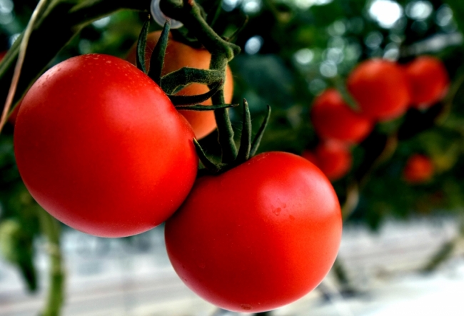 Jeotermal domatese gel 1