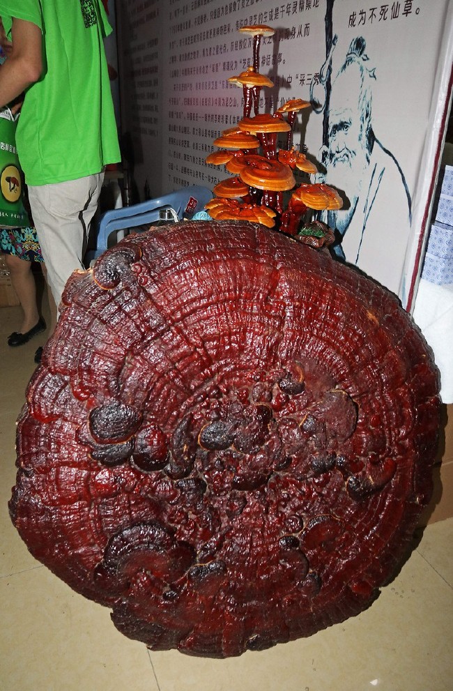 Ölümsüzlük iksiri dev mantar 1