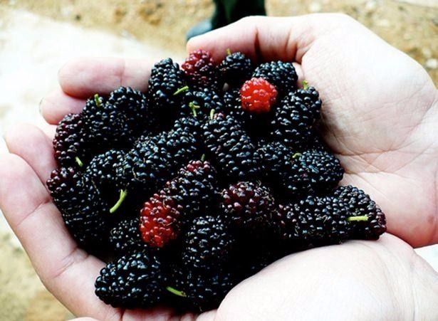 Ölümsüzlük iksiri dev mantar 10