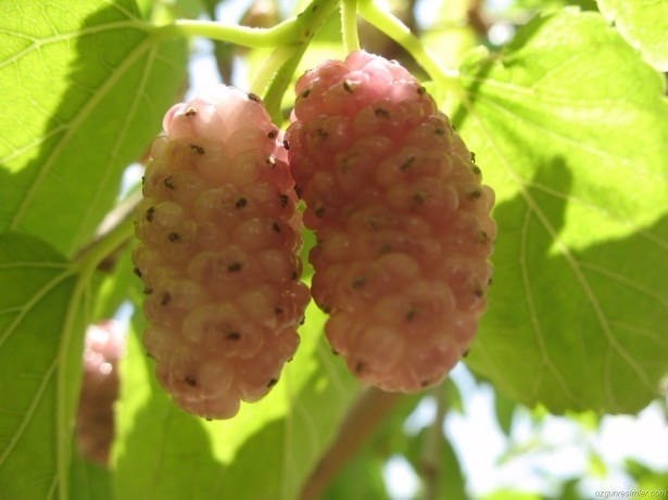 Ölümsüzlük iksiri dev mantar 14