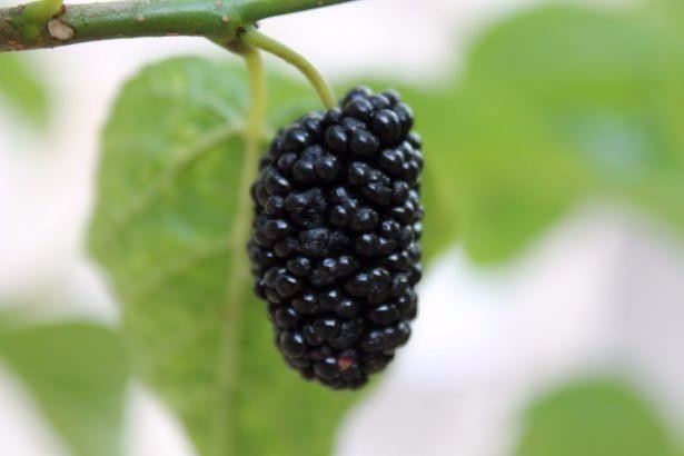 Ölümsüzlük iksiri dev mantar 16