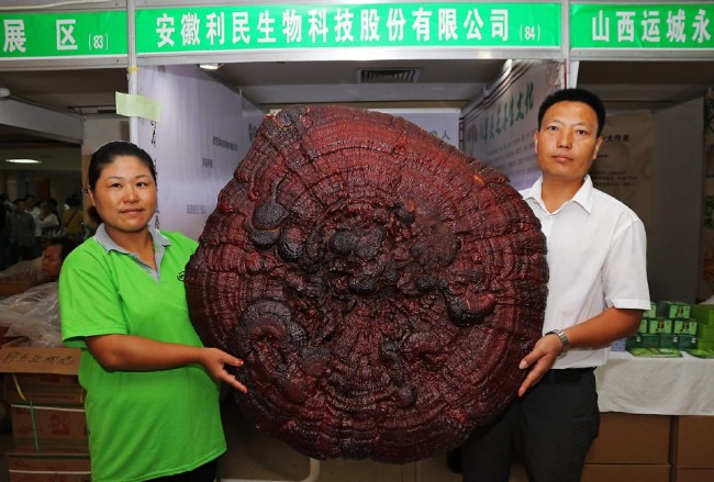 Ölümsüzlük iksiri dev mantar 2