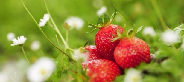 Ölümsüzlük iksiri dev mantar 21