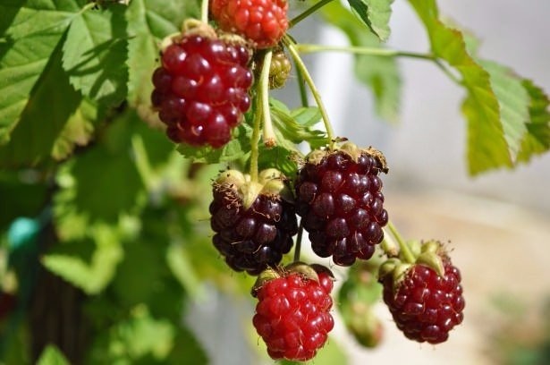 Ölümsüzlük iksiri dev mantar 26