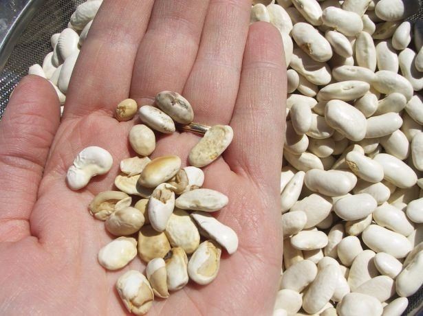 Ölümsüzlük iksiri dev mantar 38