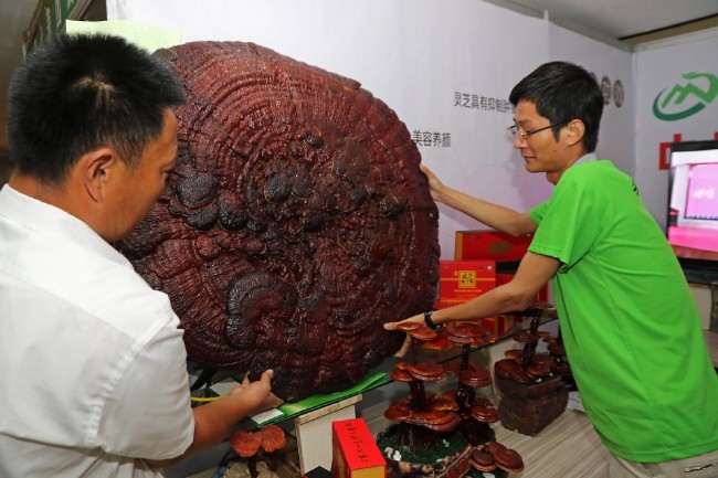 Ölümsüzlük iksiri dev mantar 4