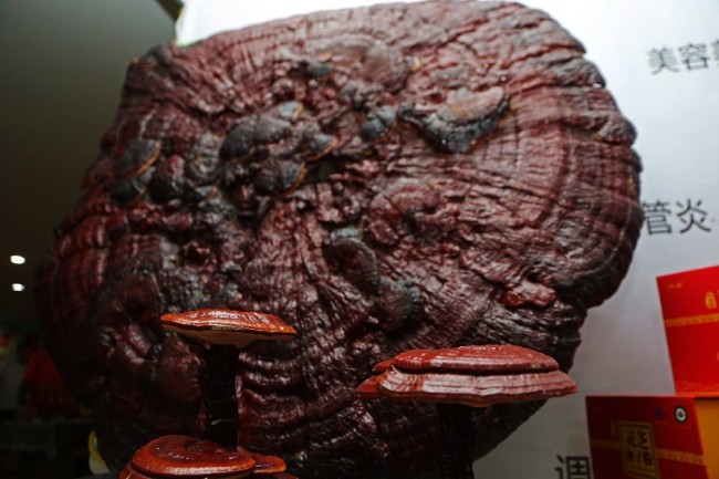 Ölümsüzlük iksiri dev mantar 6