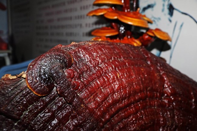 Ölümsüzlük iksiri dev mantar 7